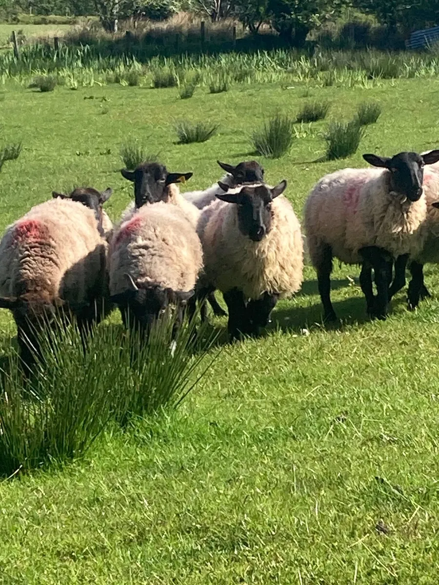 Ewe lambs / Hoggets - Image 3