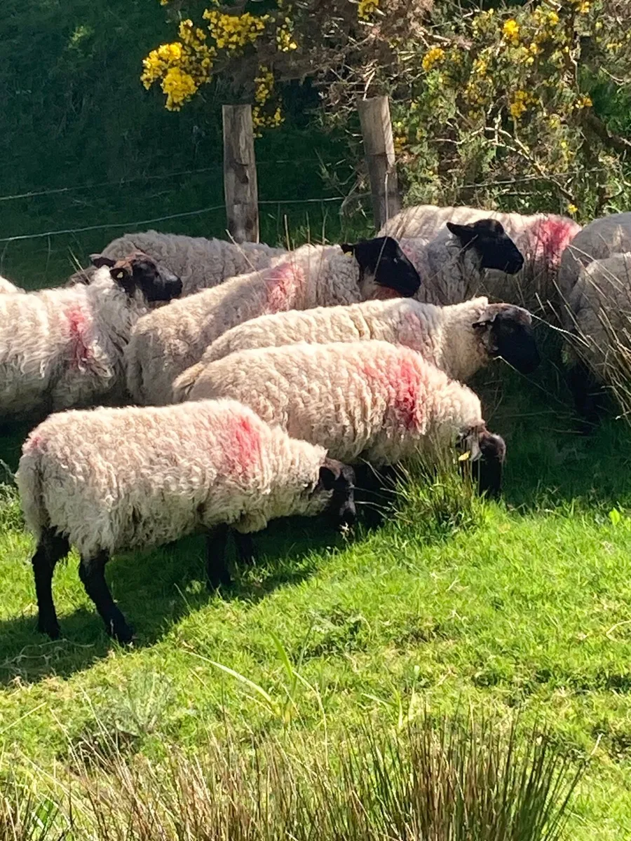 Ewe lambs / Hoggets - Image 2