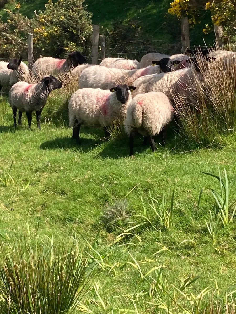 Ewe lambs / Hoggets - Image 4