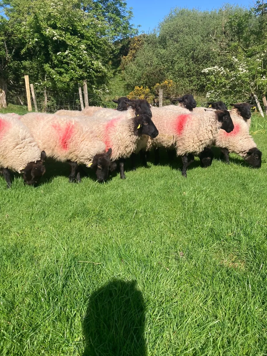 Ewe lambs / Hoggets - Image 1