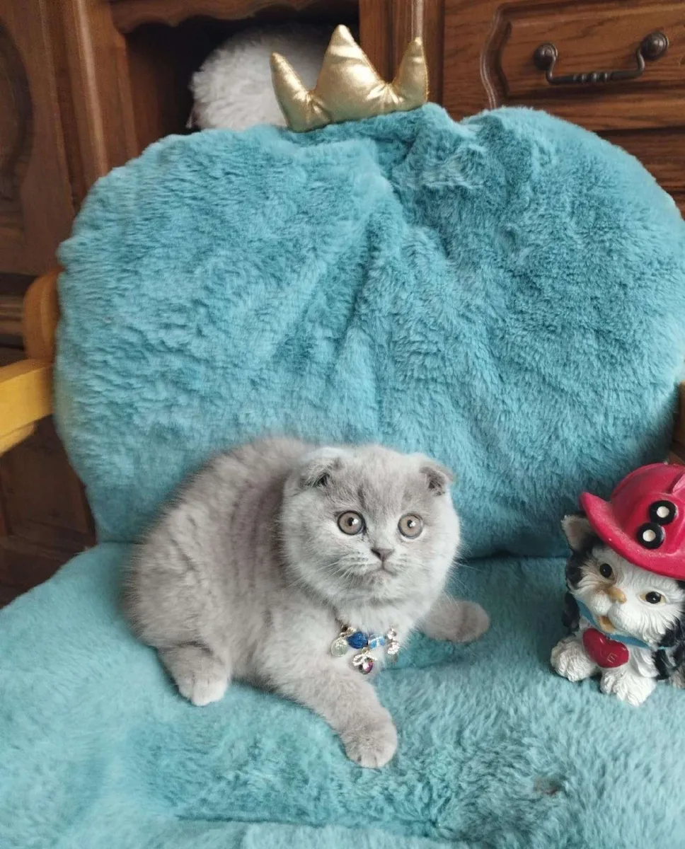 Amazing Purebred British and Scottish fold - Image 2
