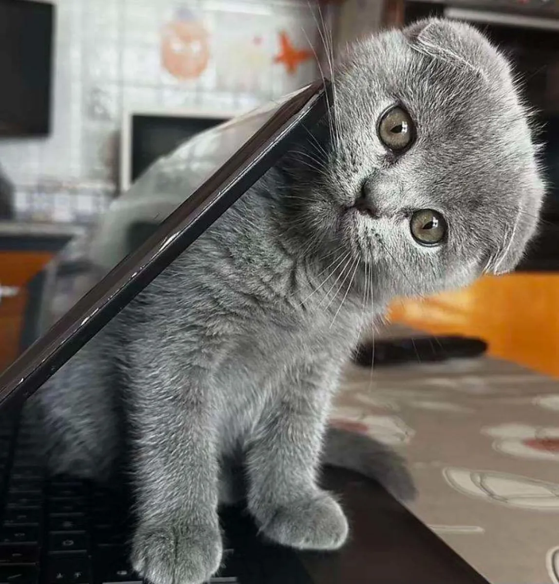 Amazing Purebred British and Scottish fold - Image 1