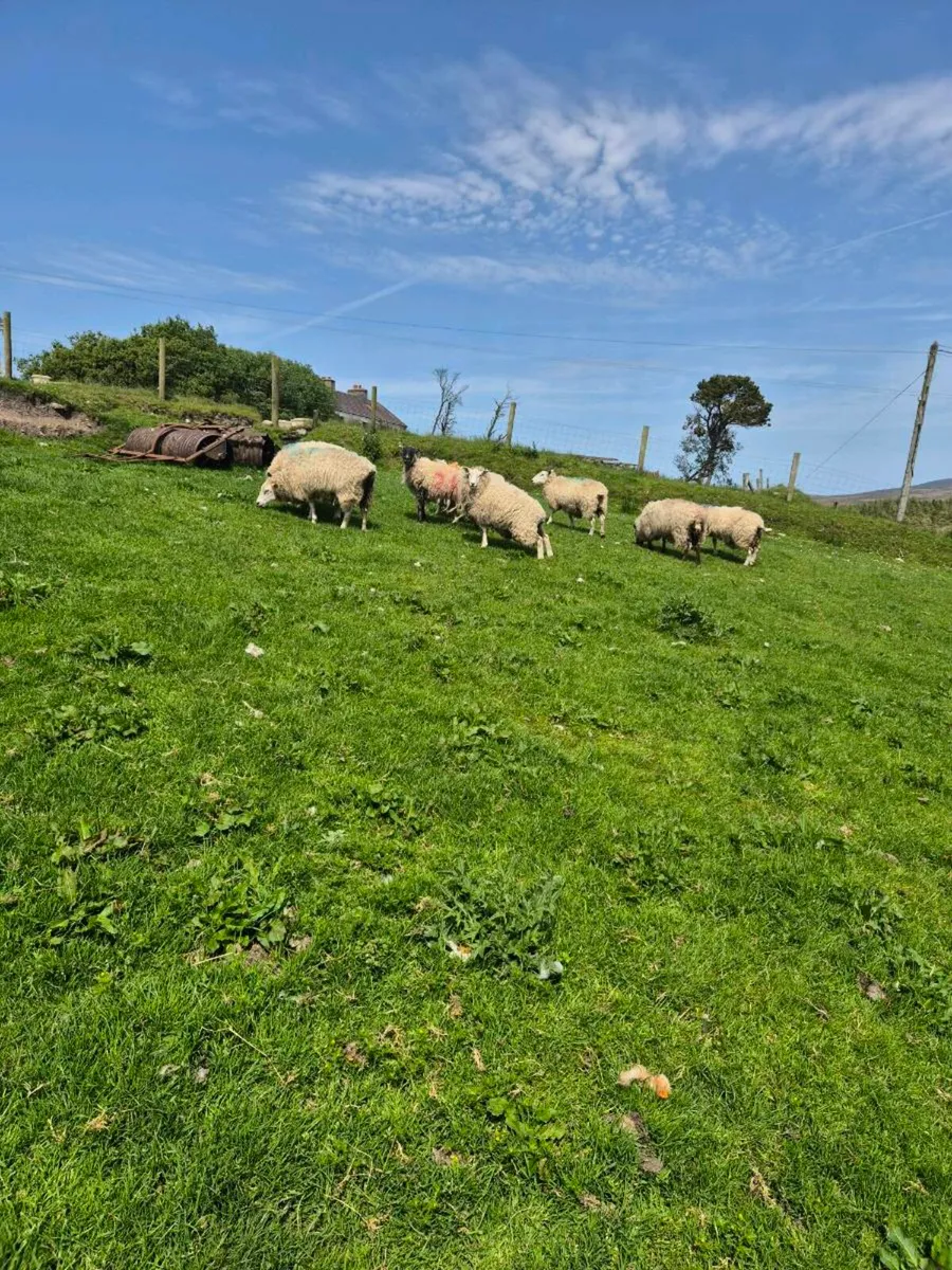 Ewes - Image 1