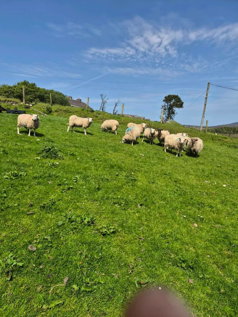 Ewes - Image 2