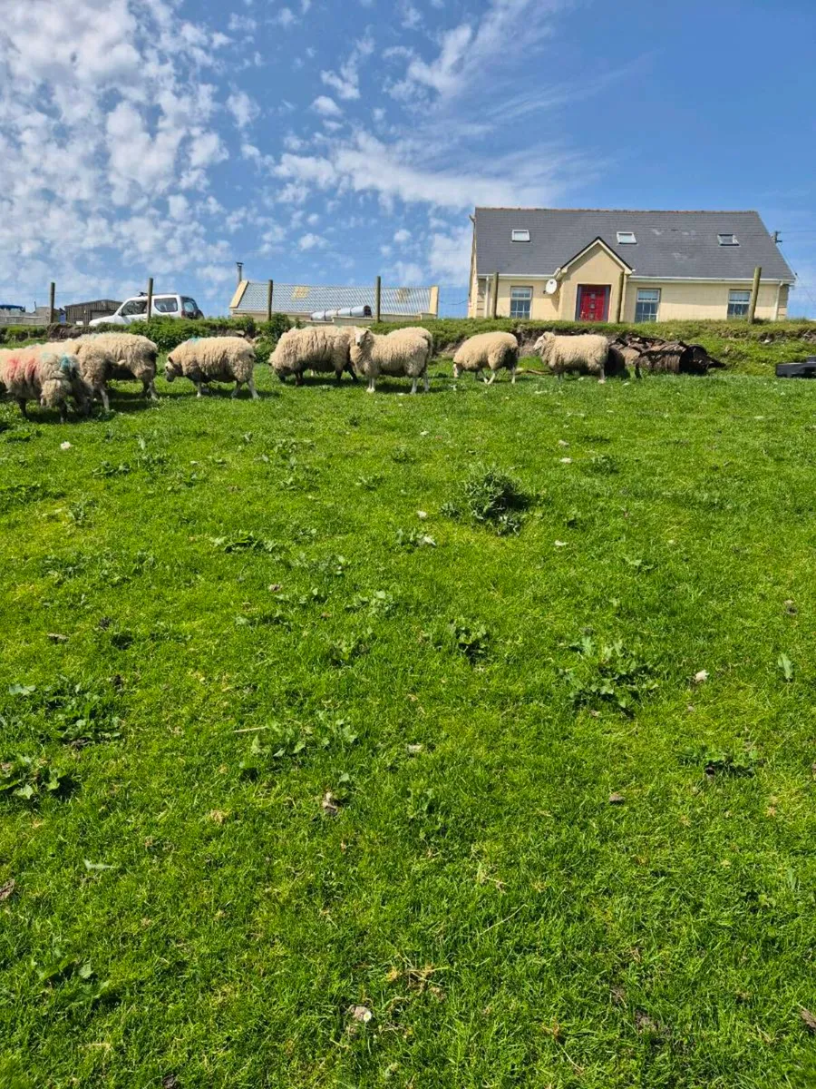 Ewes - Image 3