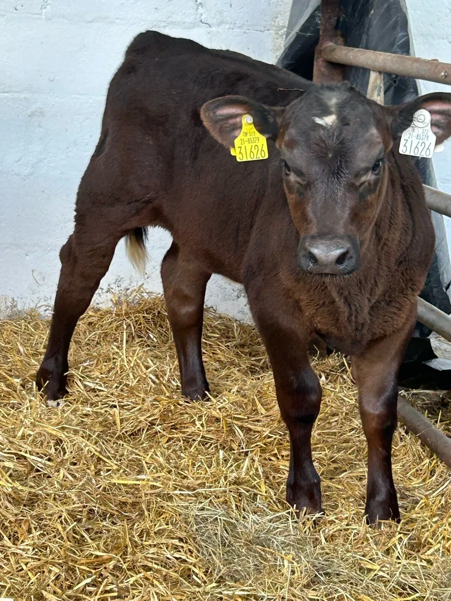 12 EXCEPTIONAL QUALITY ANGUS HEIFER RUNNERS - Image 1