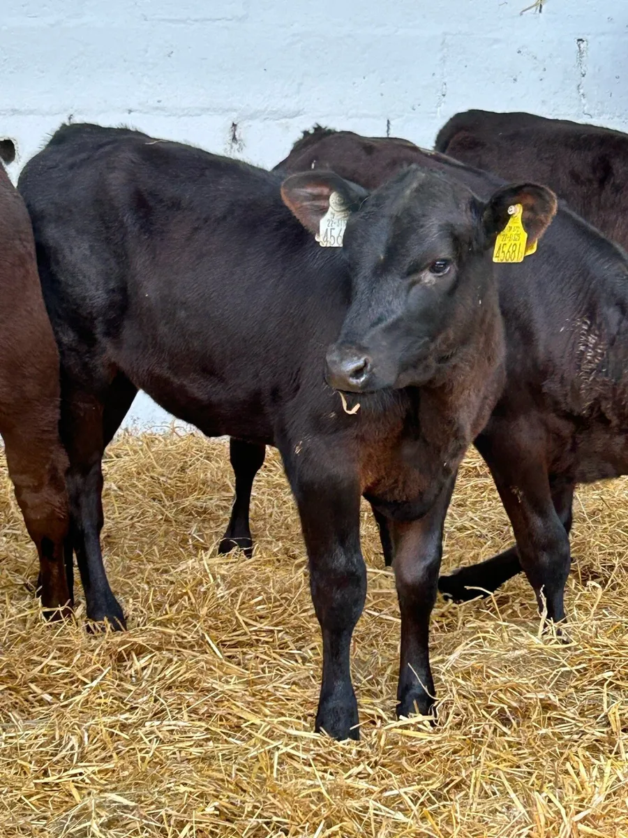 12 EXCEPTIONAL QUALITY ANGUS HEIFER RUNNERS - Image 2
