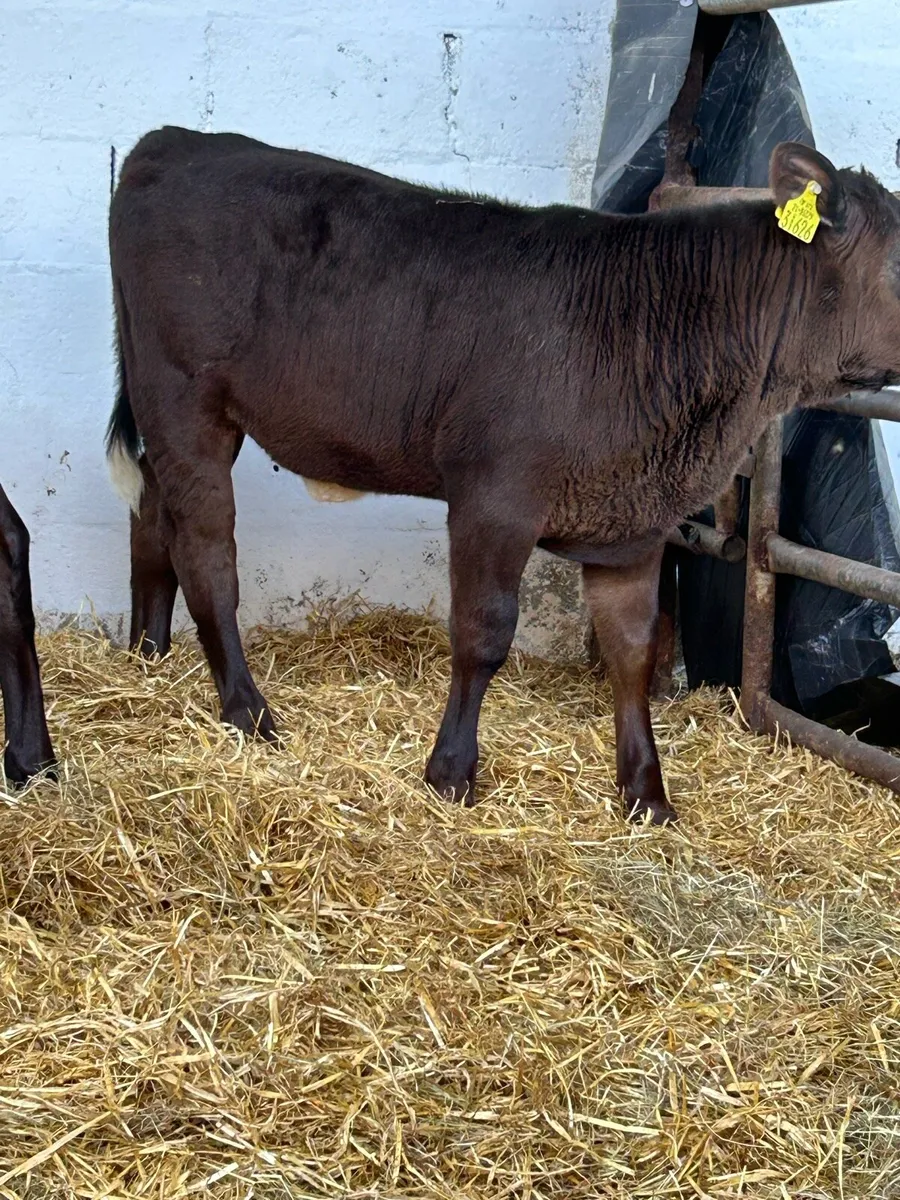 12 EXCEPTIONAL QUALITY ANGUS HEIFER RUNNERS - Image 4