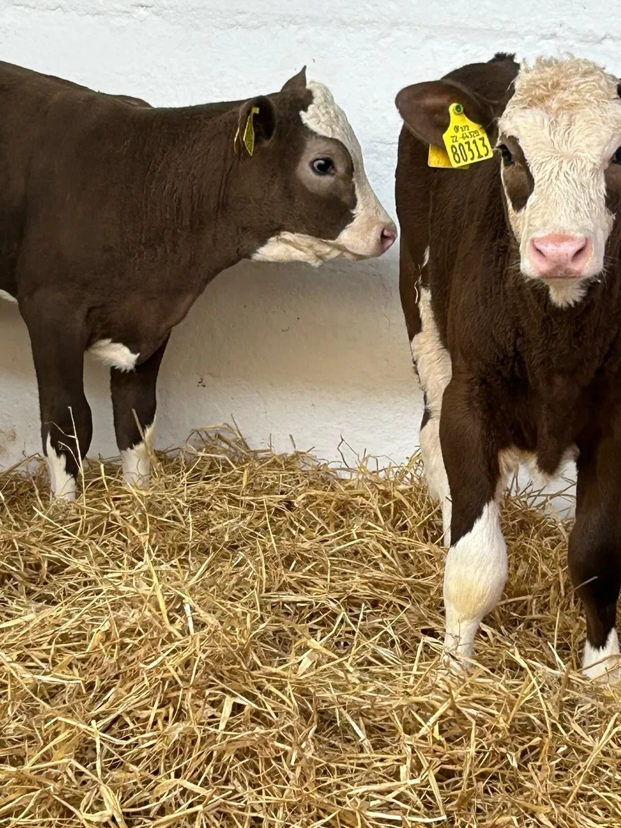 4 TOP QUALITY CONTINENTAL HEIFER CALVES - Image 1