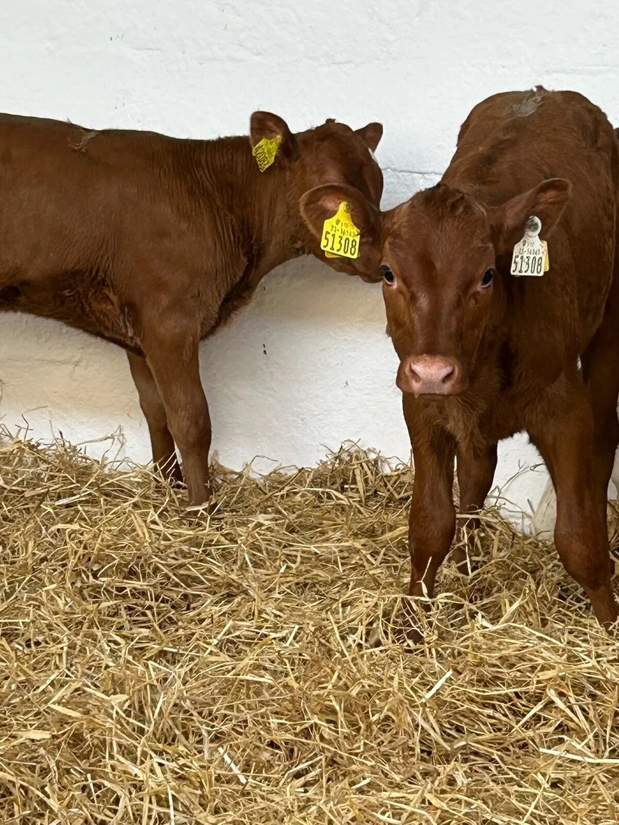 4 TOP QUALITY CONTINENTAL HEIFER CALVES - Image 2