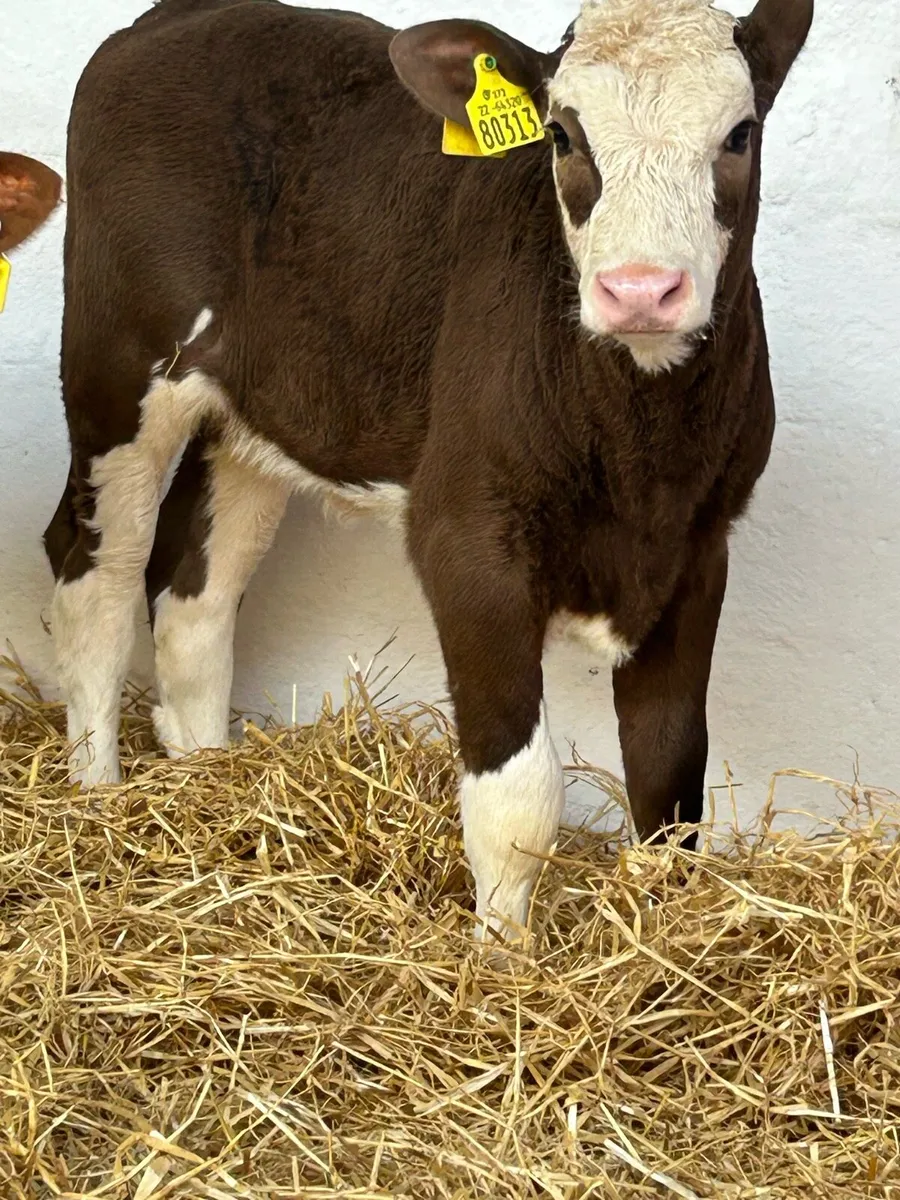 4 TOP QUALITY CONTINENTAL HEIFER CALVES - Image 3