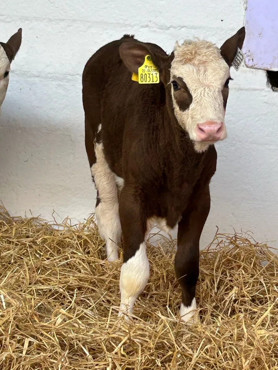4 TOP QUALITY CONTINENTAL HEIFER CALVES - Image 4