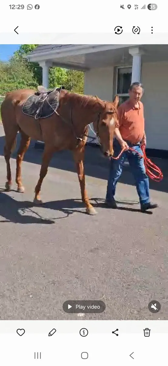 Horse - Image 1