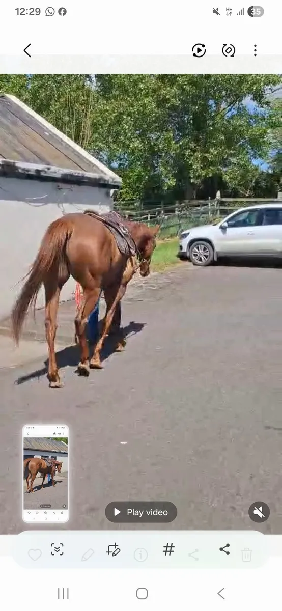 Horse - Image 3