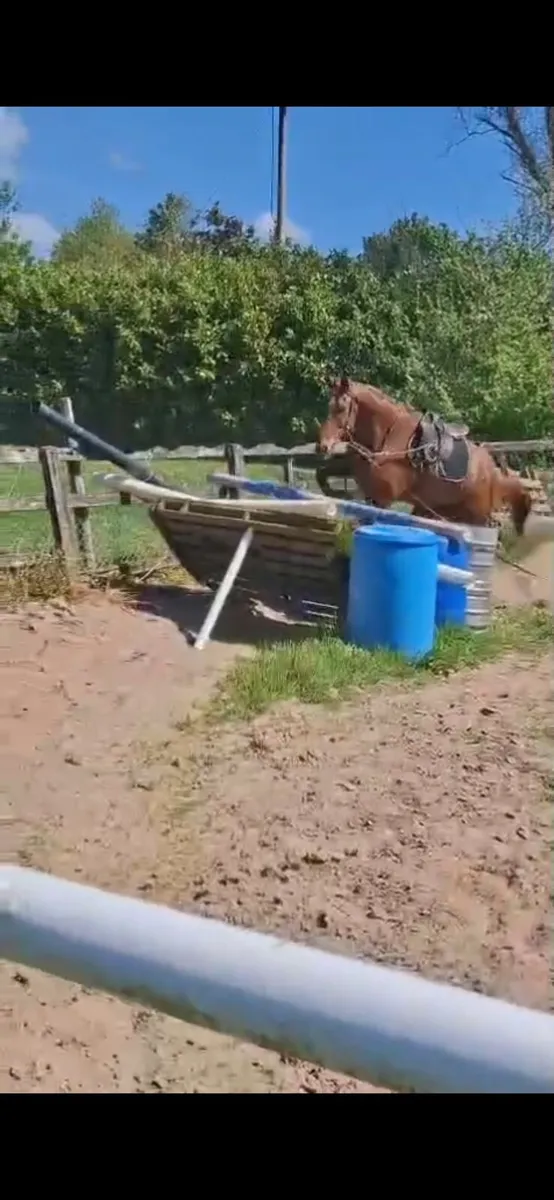 Horse - Image 2