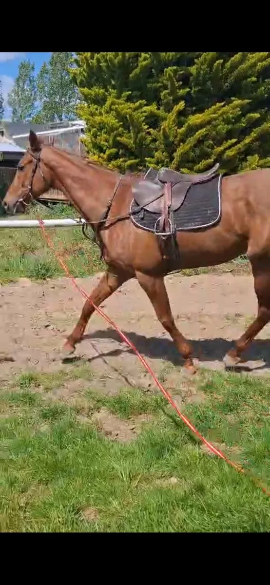 Horse - Image 4