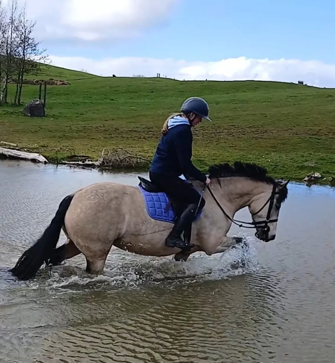 Working Hunter/Riding Club/Pony Club/Hunting - Image 4