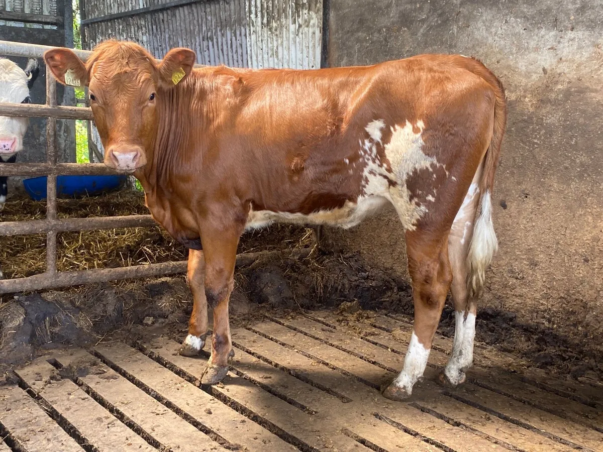 Super Breeding Heifer - Image 2