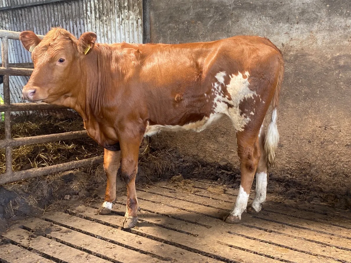 Super Breeding Heifer - Image 4