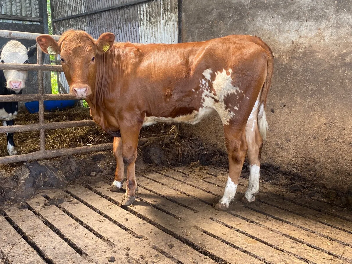 Super Breeding Heifer - Image 3