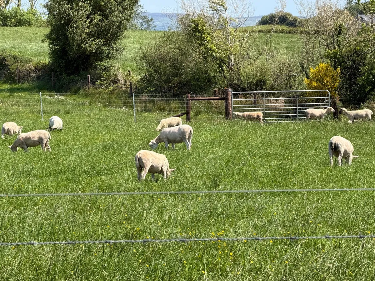 Dorset Hoggets - Image 2