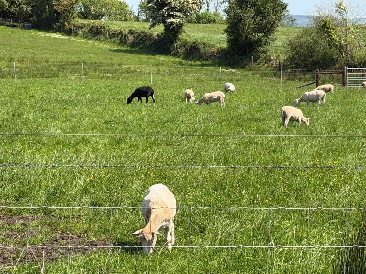 Dorset Hoggets - Image 3