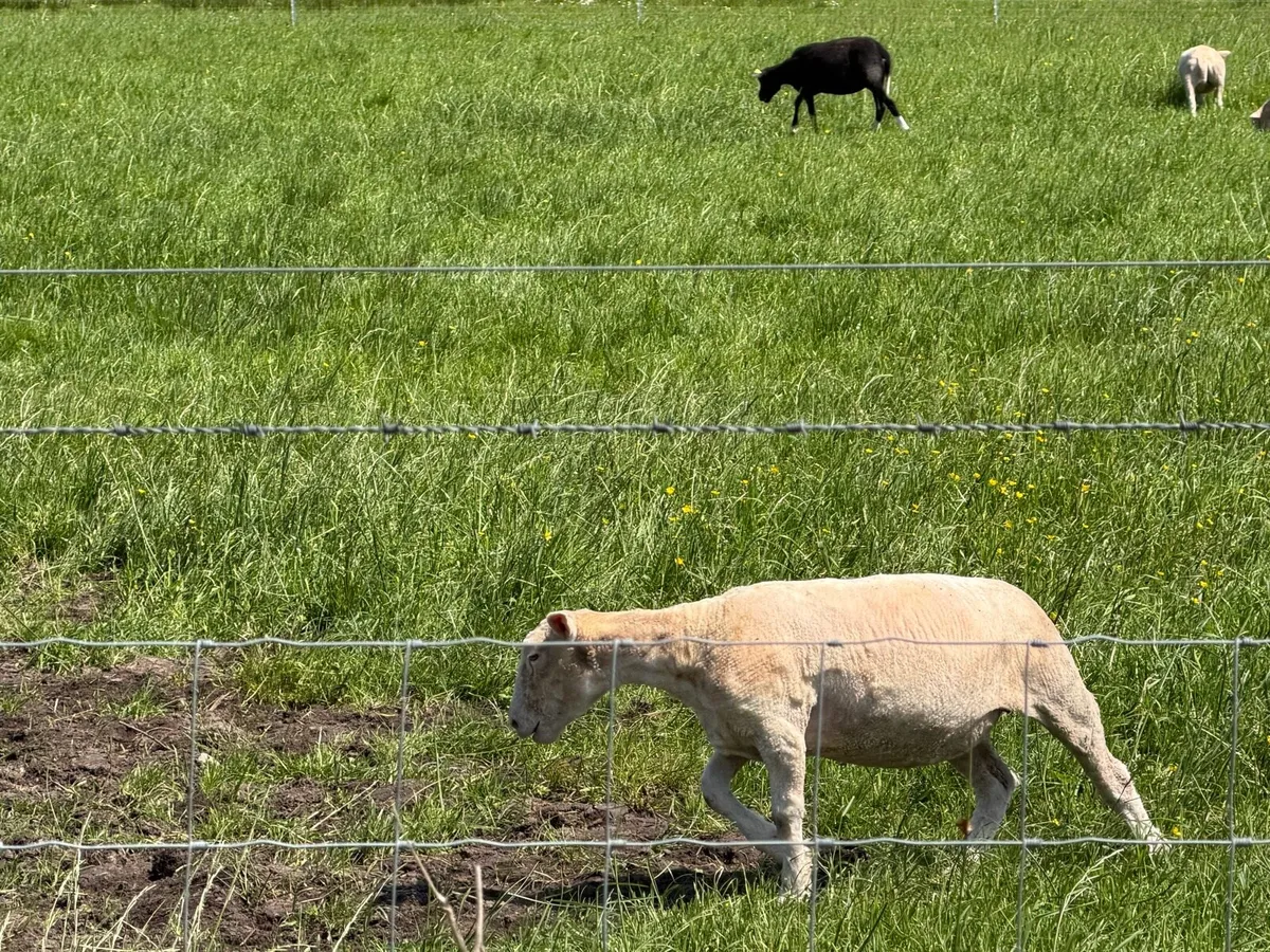 Dorset Hoggets - Image 4