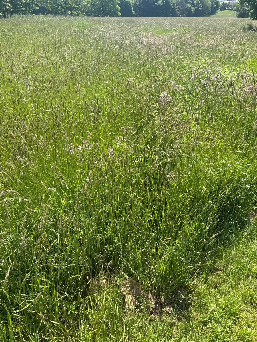 Sileage/ Hay