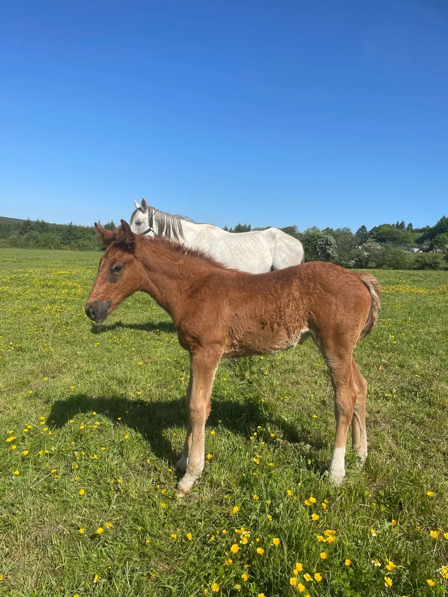 RID mare with RID Filly foal.  Infoal for 2027 - Image 1