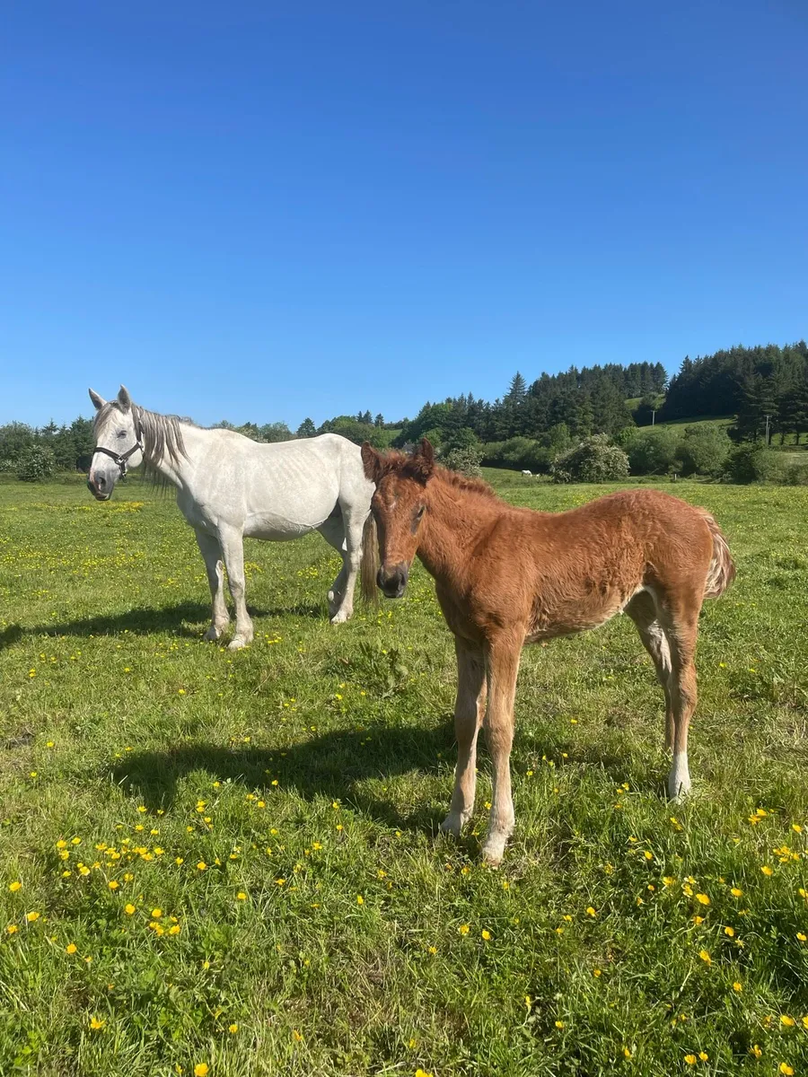 RID mare with RID Filly foal.  Infoal for 2027 - Image 2