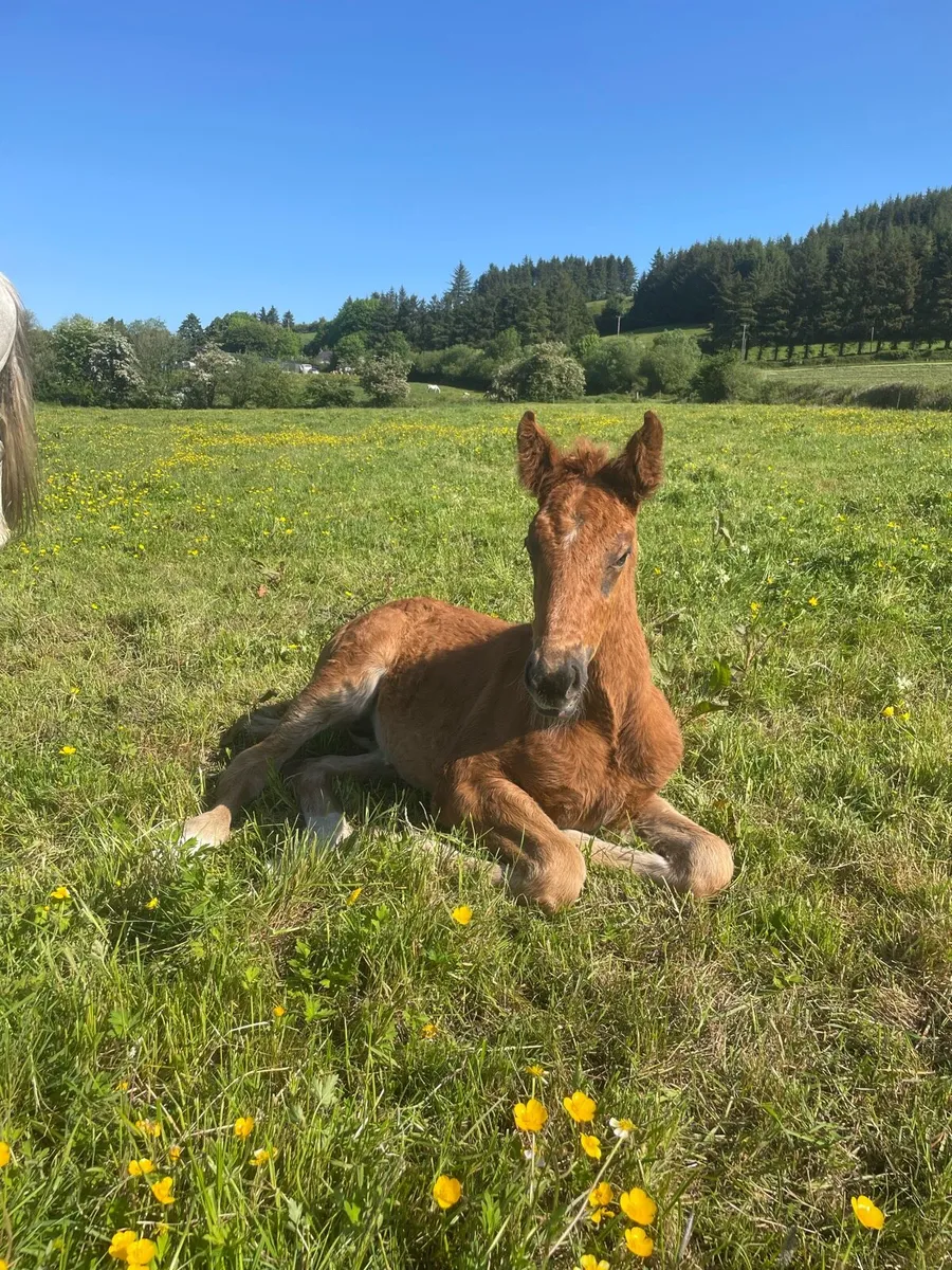 RID mare with RID Filly foal.  Infoal for 2027 - Image 3