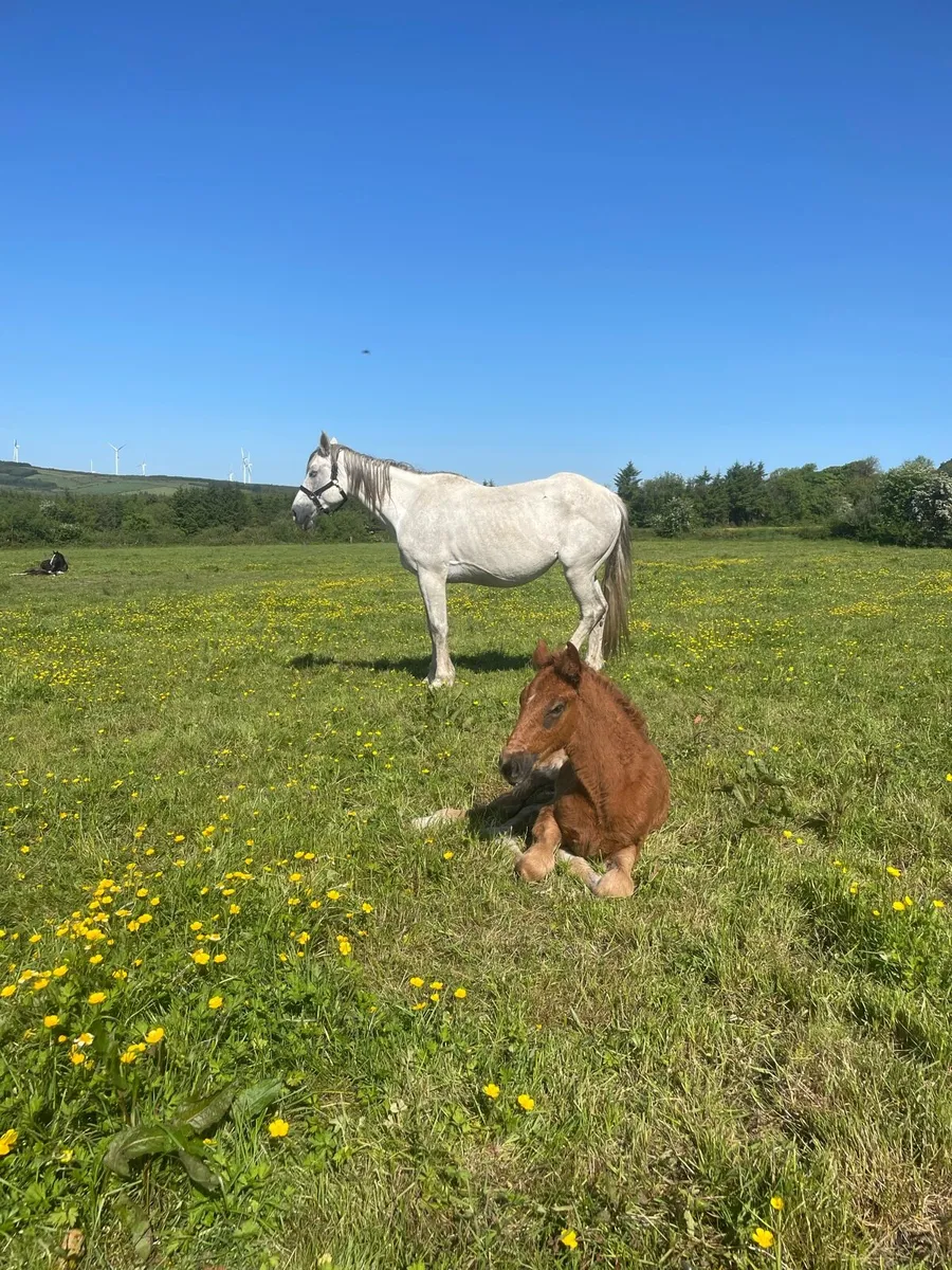 RID mare with RID Filly foal.  Infoal for 2027 - Image 4