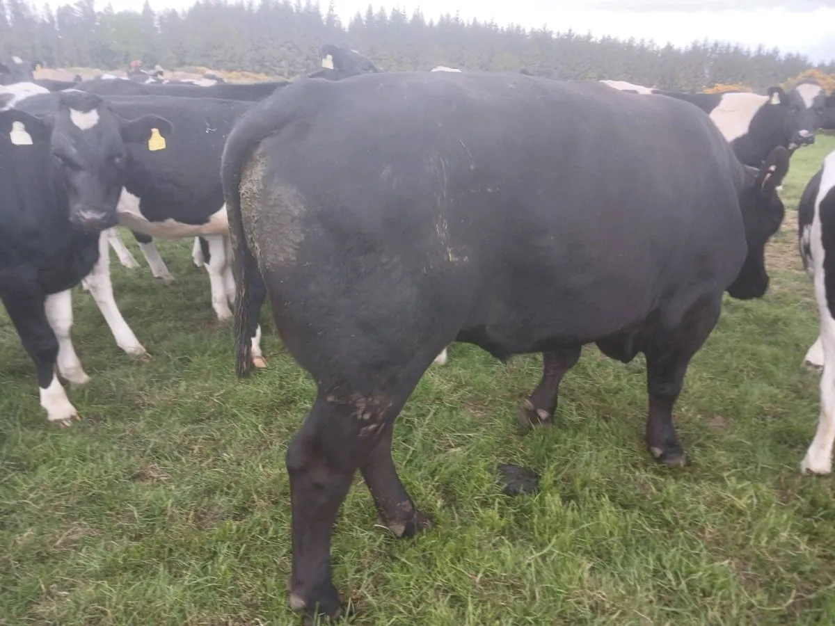 Angus Bulls - Image 2