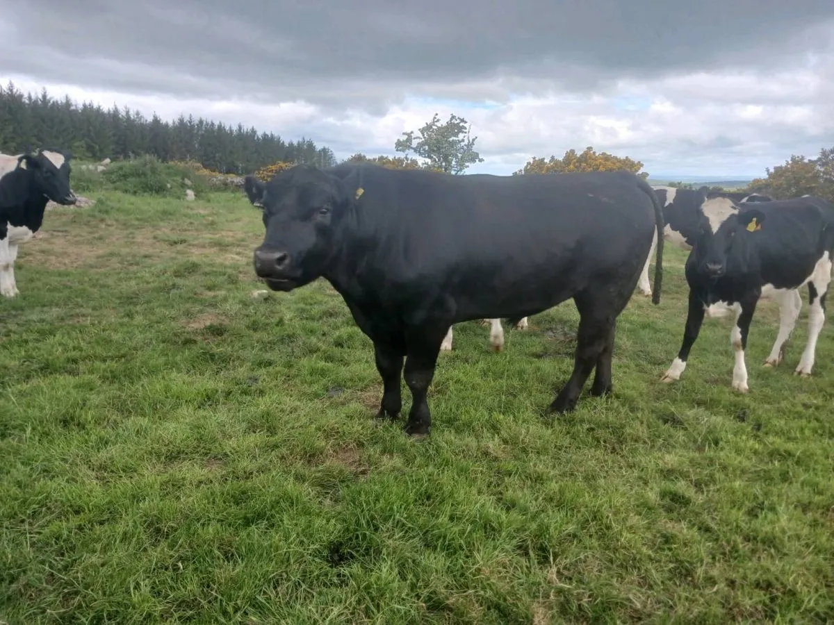 Angus Bulls - Image 3