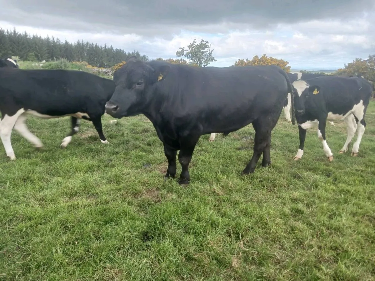 Angus Bulls - Image 4