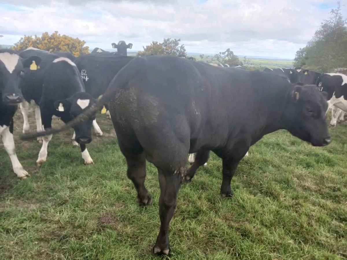 Angus Bulls - Image 1