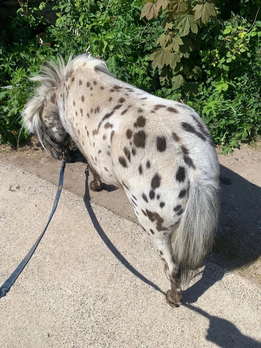 Miniature stallion - Image 1