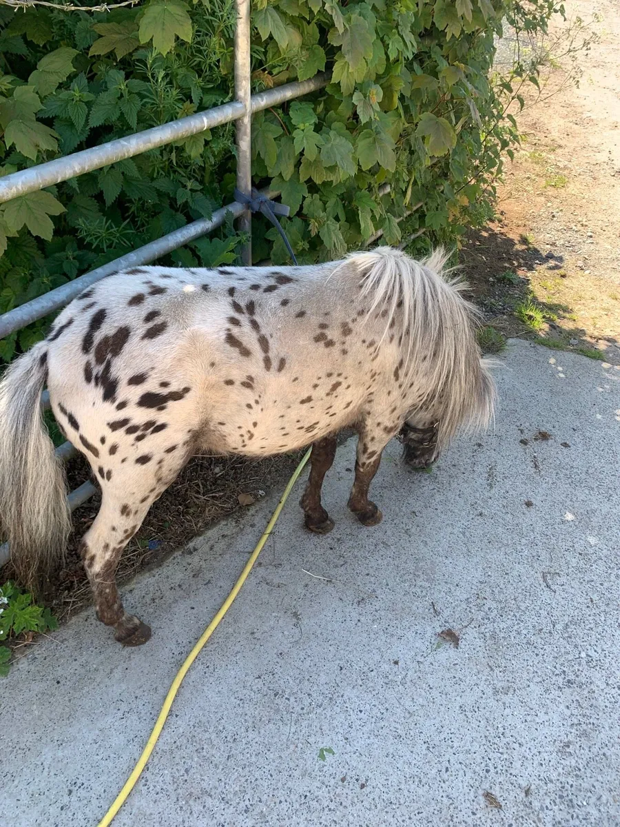Miniature stallion - Image 2