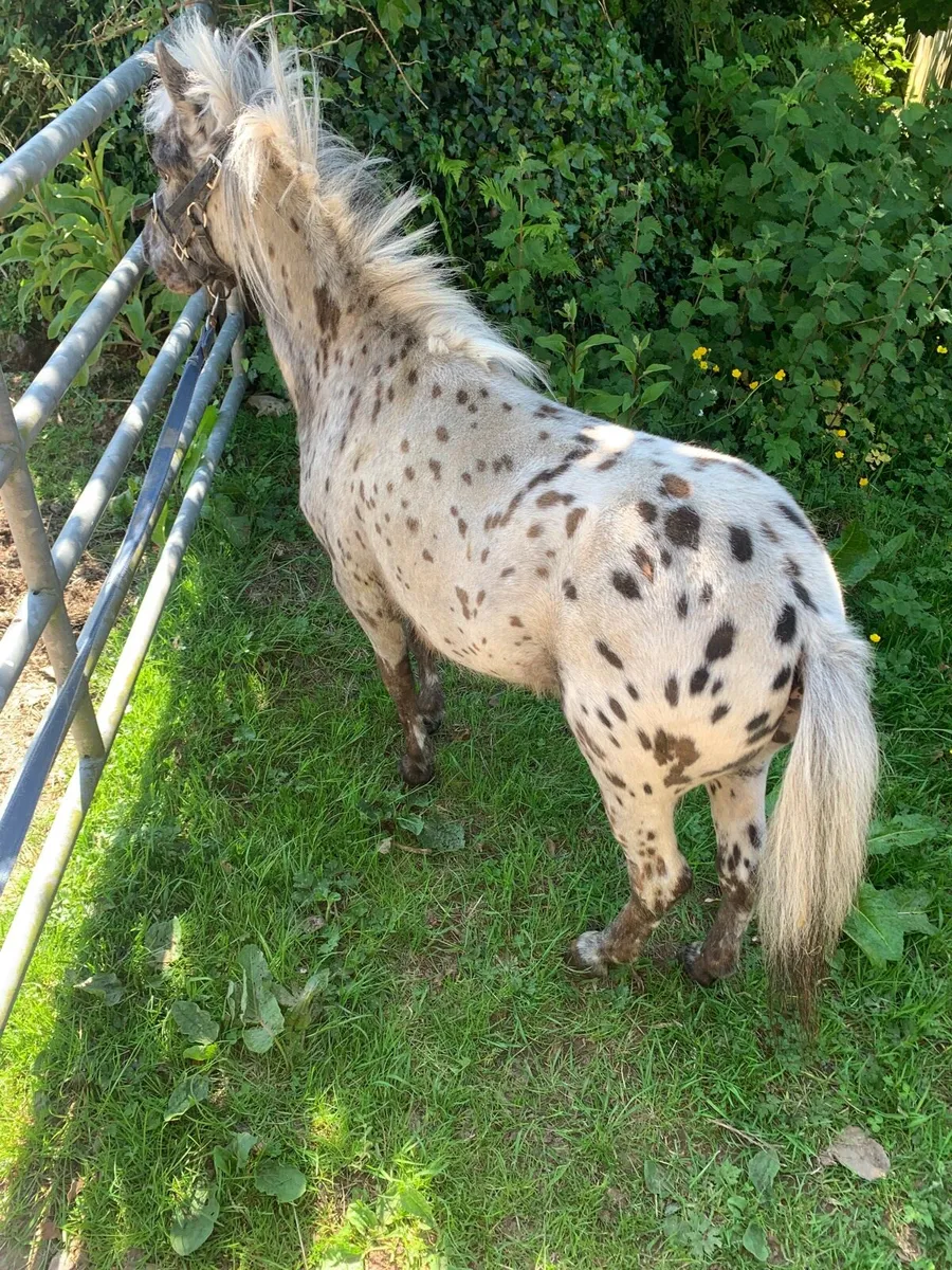 Miniature stallion - Image 3