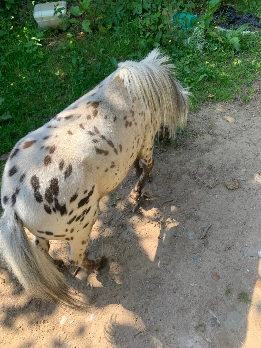 Miniature stallion - Image 4