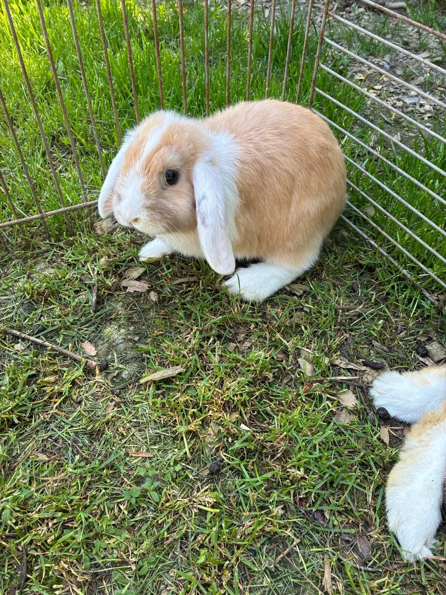 Lop ear rabbits - Image 1