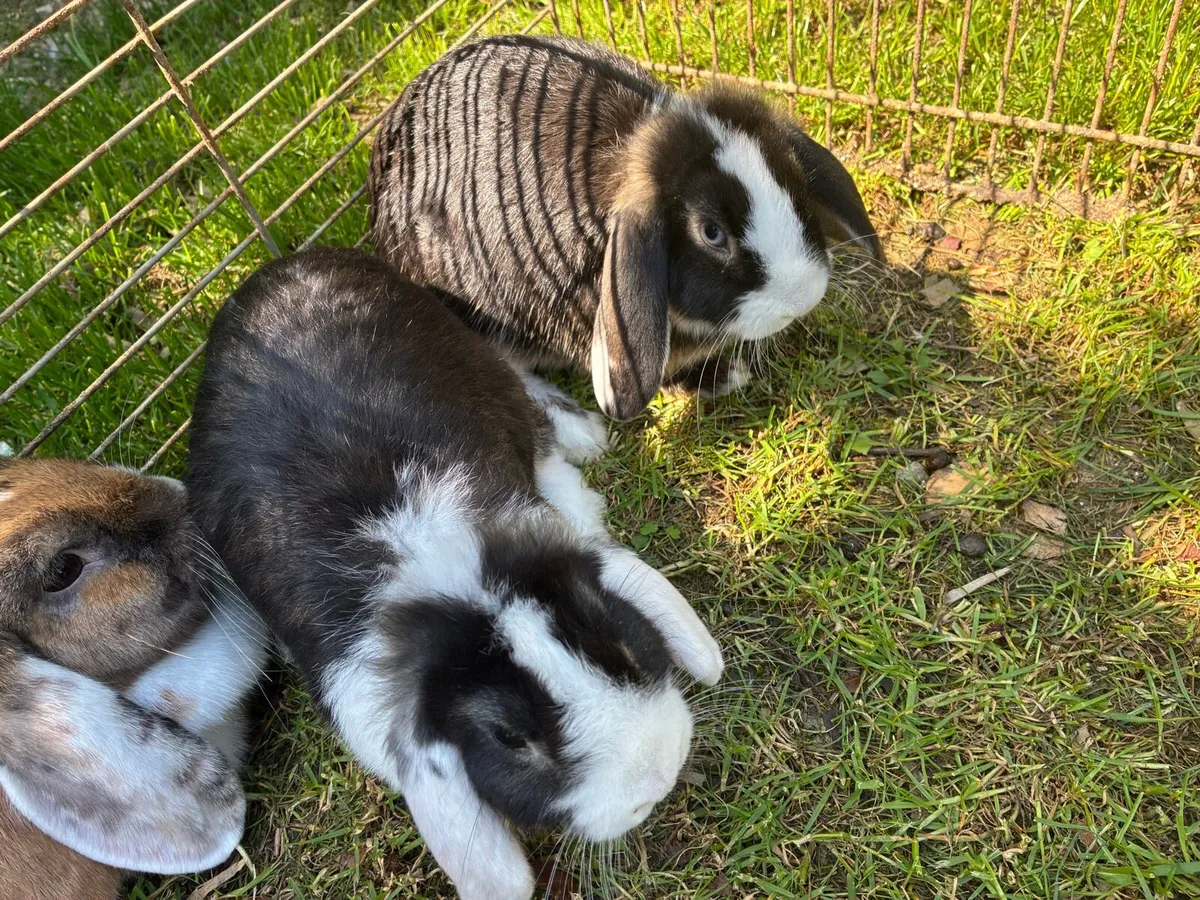 Lop ear rabbits - Image 2