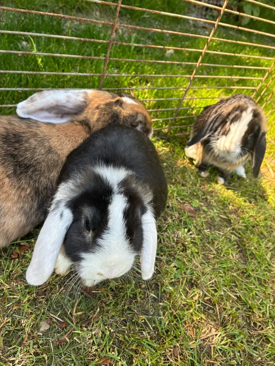 Lop ear rabbits - Image 3