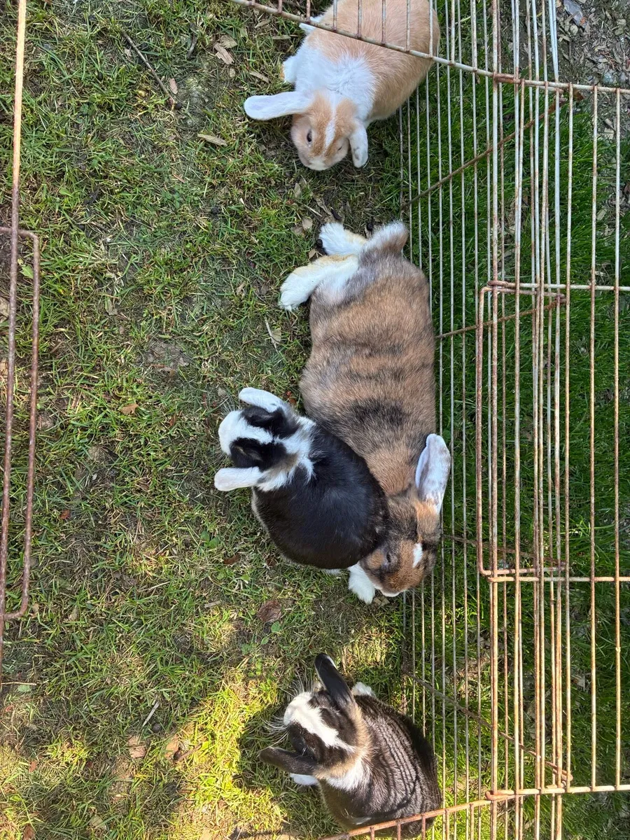 Lop ear rabbits - Image 4