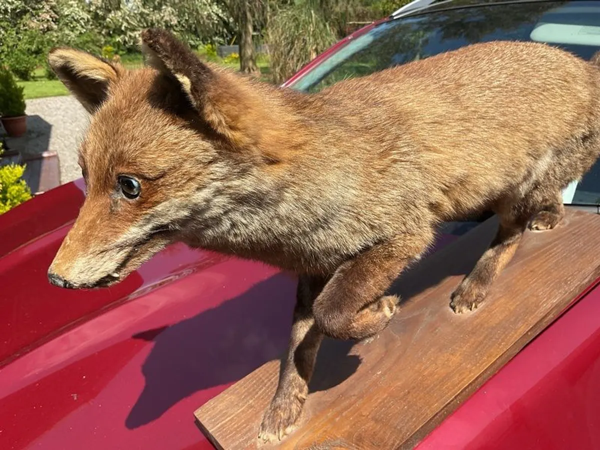 victorian fox - Image 2