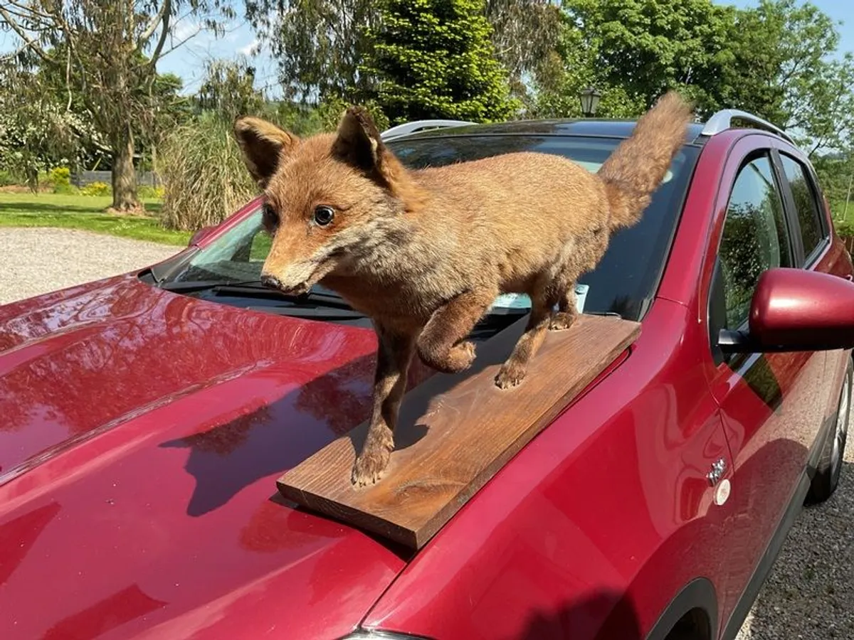 victorian fox - Image 4