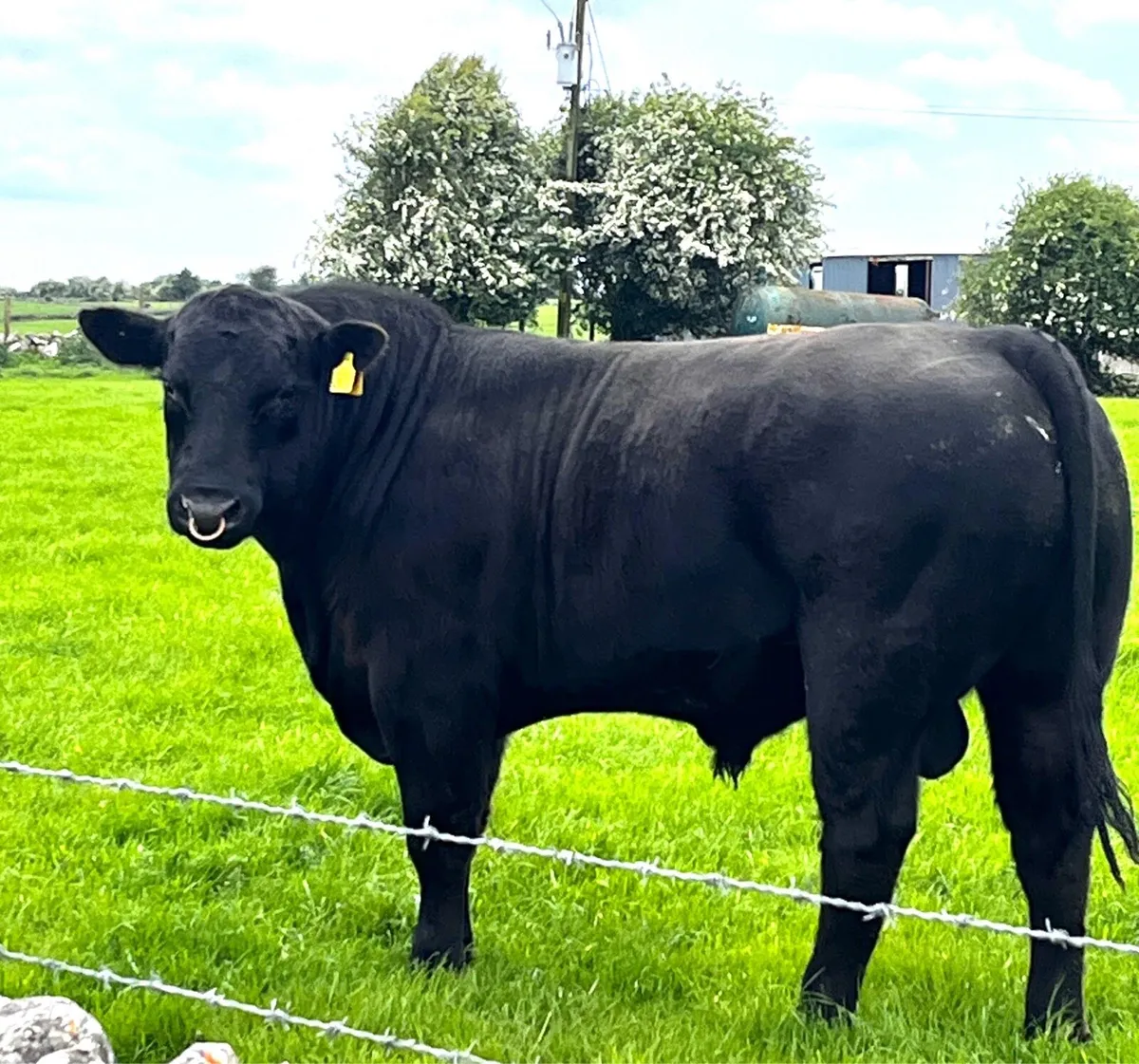 Angus Bull - Image 1