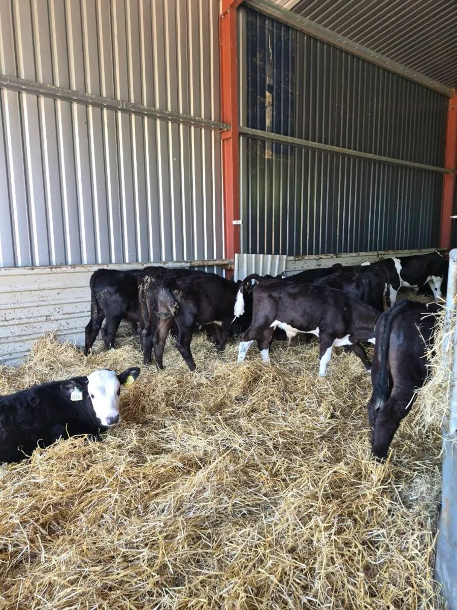 Hereford ,angus ,bb,sim  heifers - Image 3