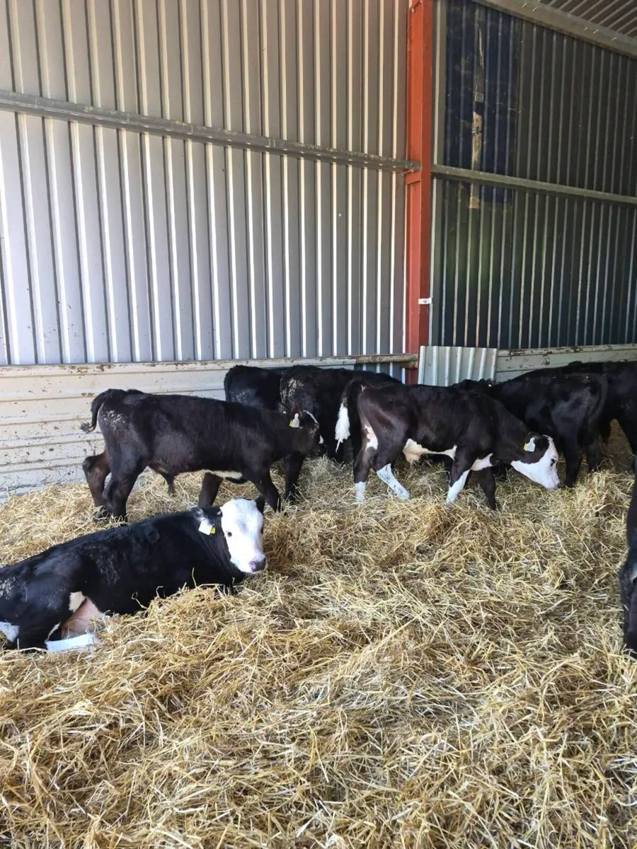 Hereford ,angus ,bb,sim  heifers - Image 4