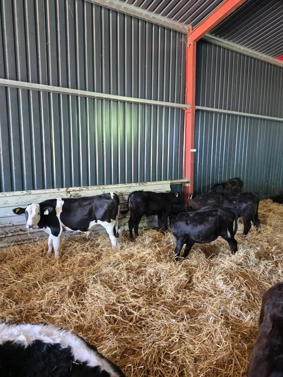 Hereford ,angus ,bb,sim  heifers - Image 2